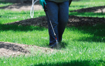 Why Year-Round Protection Matters for Pest Control
