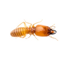 What Do Termites Look Like? How to Identify Them Before It’s Too Late